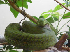 Dendroaspis angusticeps