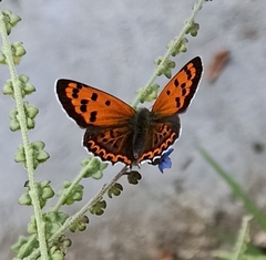 Lycaena panava