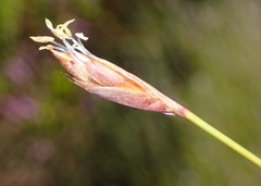 Hypodiscus willdenowia