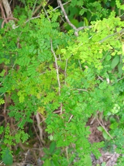 Mimosa bahamensis