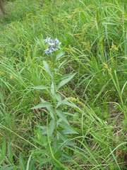Amsonia