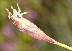 Hypodiscus willdenowia