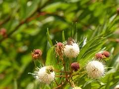 Cephalanthus salicifolius