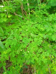 Mimosa bahamensis