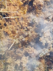 Sphagnum cuspidatum