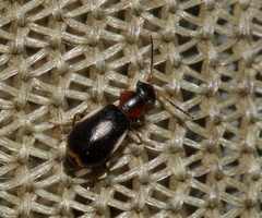 Colotes maculatus