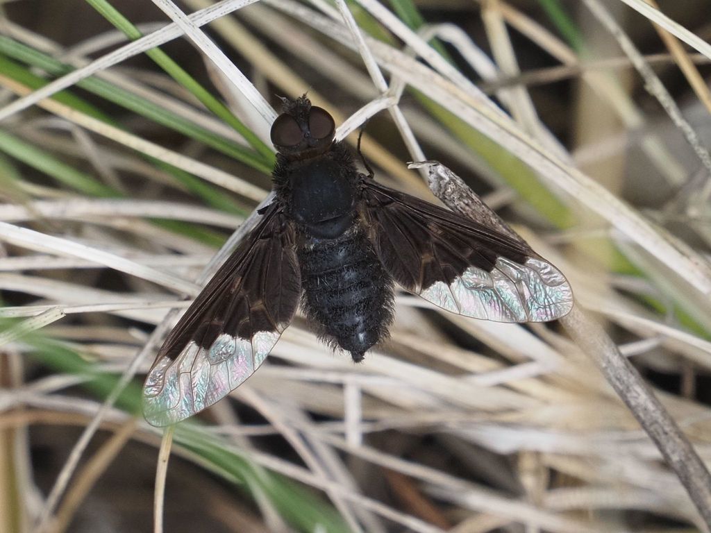 Black Banded Bee Fly
