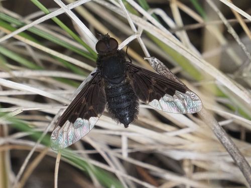 Anthracine morio