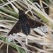 Black Banded Bee Fly - Photo (c) Michael Knapp, some rights reserved (CC BY), uploaded by Michael Knapp