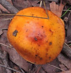 Gymnopilus allantopus