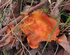 Gymnopilus allantopus