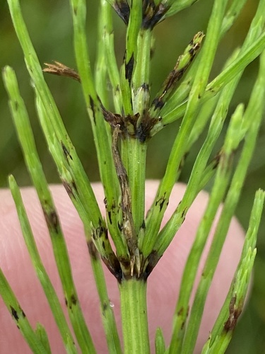 praslička roľná (Equisetum arvense)