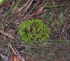 Ptychomnion aciculare