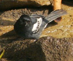 Melaniparus niger