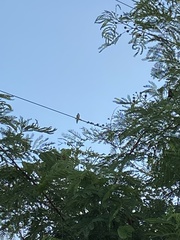 Myiarchus antillarum