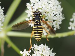 Spilomyia saltuum