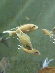 Neolamprologus pulcher