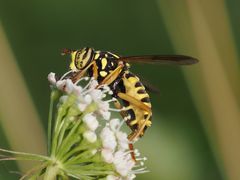 Spilomyia saltuum