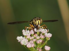Spilomyia saltuum