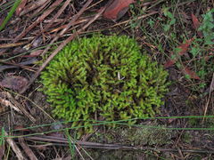 Ptychomnion aciculare