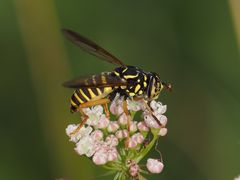 Spilomyia saltuum