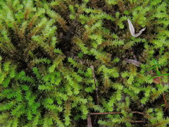 Ptychomnion aciculare