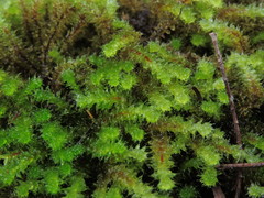 Ptychomnion aciculare