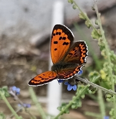 Lycaena panava