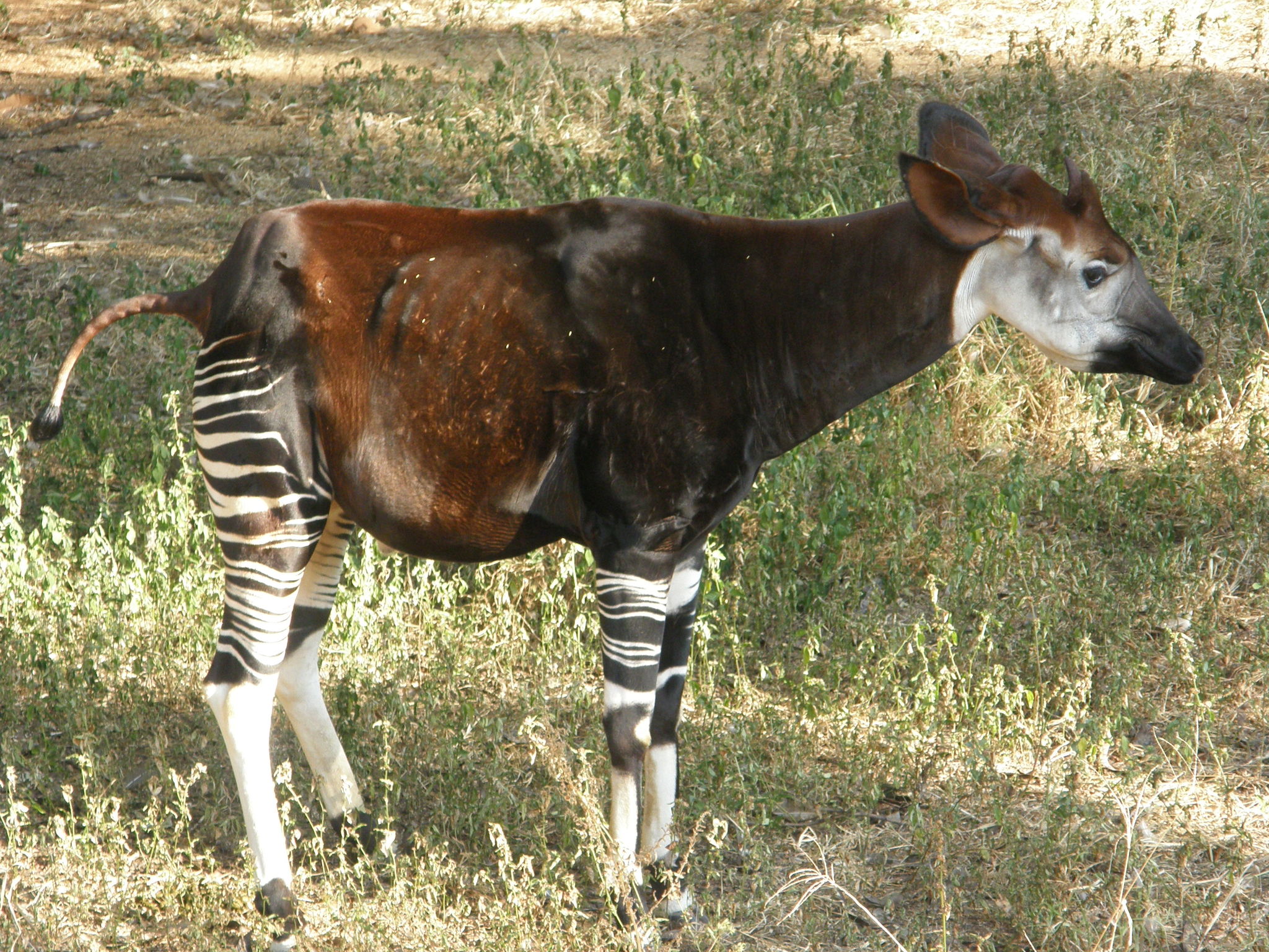 Okapi (Okapia johnstoni) · iNaturalist Ecuador Okapi (Okapia johnstoni) · iNaturalist Ecuador