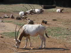 Oryx dammah