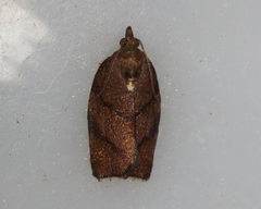 Argyrotaenia juglandana