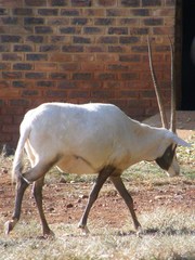 Oryx leucoryx