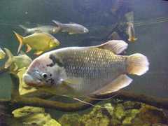Osphronemus goramy