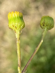 Senecio ilicifolius