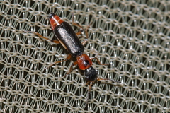 Protapalochrus flavolimbatus