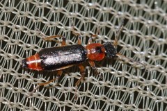 Protapalochrus flavolimbatus