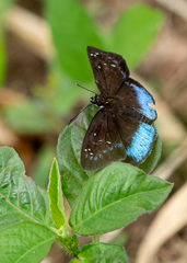 Pythonides proxenus
