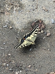 Papilio machaon hippocrates