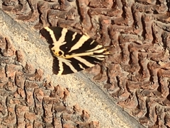 Euplagia quadripunctaria