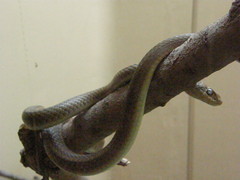 Psammophis phillipsii