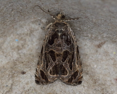 Olethreutes tilianum