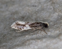 Monopis dorsistrigella