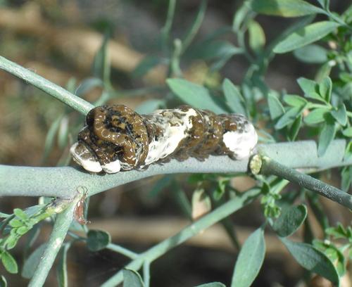 Western Giant Swallowtail