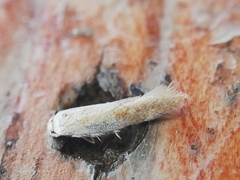 Zelleria oleastrella