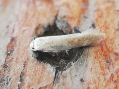Zelleria oleastrella