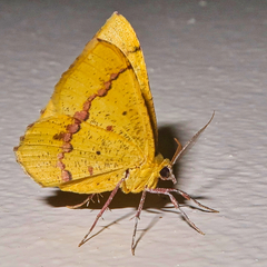 Erastria madecassaria