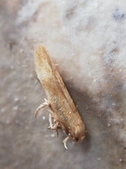 Zelleria oleastrella