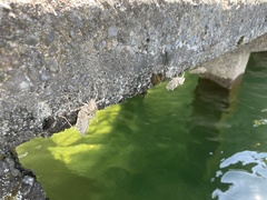 Anotogaster sieboldii