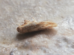 Zelleria oleastrella