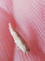 Zelleria oleastrella